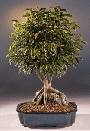 Root Over Rock Ficus
                                    (ficus philippinensis)