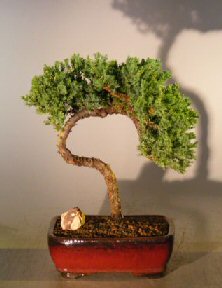 unknown Juniper Bonsai Tree - Trained <br><i></i>(juniper procumbens nana)