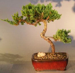 unknown Juniper Bonsai Tree - Trained <br><i></i>(juniper procumbens nana)