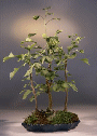 Ginkgo (ginkgo biloba)