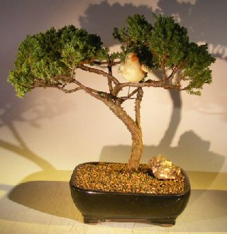 unknown Juniper Bonsai Tree - Trained with Bird <br><i></i>(juniper procumbens nana)
