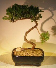 Juniper Bonsai Tree – Trained (juniper procumbens nana)