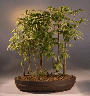 Japanese Hornbeam
                                             (carpinus japonica)