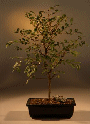 Zelkova (zelkova
                                             serrata)