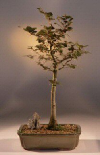 Image: Copper Beech Bonsai Tree (fagus sylvatica 'purpurea')