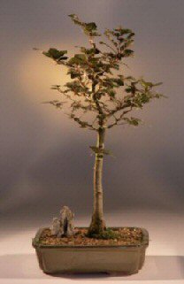 Copper Beech Bonsai Tree  (fagus sylvatica 'purpurea')