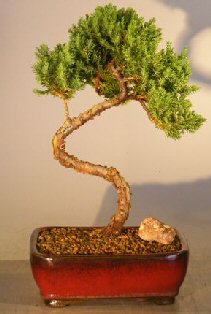 unknown Juniper Bonsai Tree - Trained <br><i></i>(juniper procumbens nana)