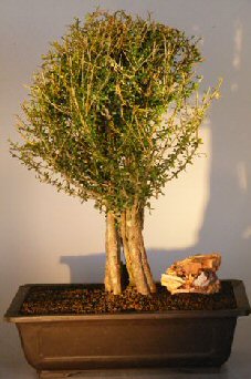 unknown Flowering Tropical Boxwood Bonsai Tree<br><i>(neea buxifolia)</i>