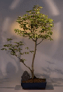 Japanese Hornbeam (carpinus japonica)