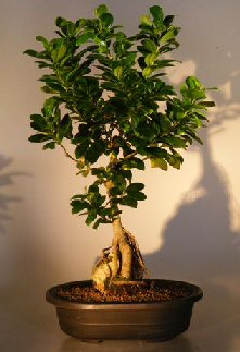 unknown Ginseng Ficus Bonsai Tree<br>Root Over Rock Style<br><i>(Ficus Retusa)</i>