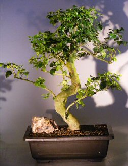 Image: Flowering Ligustrum Bonsai Tree (ligustrum lucidum)