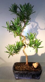 Image: Podocarpus Bonsai Tree Coiled Trunk (podocarpus macrophyllus)
