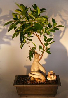 unknown Ginseng Ficus Bonsai Tree<br><i>(Ficus Retusa)</i>
