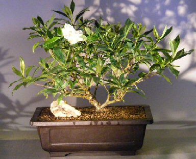 Artificial Bonsai Tree on Flowering Gardenia Bonsai Tree Jasminoides Miami Supreme