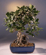 Green Emerald Ficus (ficus microcarpa)