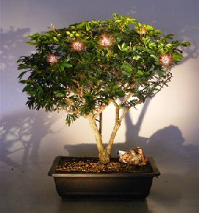 unknown Flowering Dwarf Powder Puff Bonsai Tree<br><i>(Calliandra Haematocephala)</i>