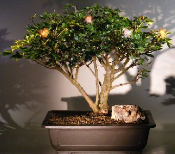 Artificial Bonsai Tree on Flowering Dwarf Powder Puff Bonsai Tree Calliandra Haematocephala