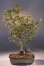 Korean Hornbeam (carpinus
                                             coreana)