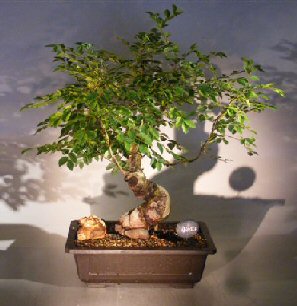 Dwarf Chinese Elm Bonsai Treevariegated(ulmus Parvifolia) Yatsubusa