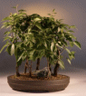 Japanese Flowering
                                             Cherry (prunus serrulata)
