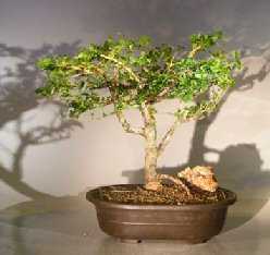 unknown Flowering Premna Bonsai Tree<br><i>(premna obtusifolia)</i>