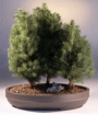 Alberta Spruce (picea
                                    glauca conica)