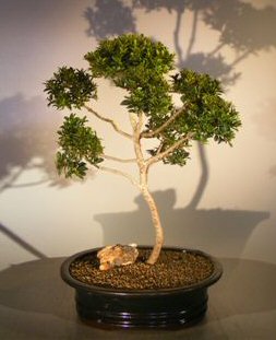 unknown Brush Cherry (Pom-Pom) Style Bonsai Tree<br><i>(eugenia myrtifolia)</i>