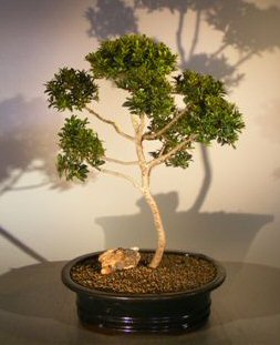 thumbnail image 2 of Dwarf Cherry Blossom Bonsai – Live Eugenia Myrtifolia – 5 Years Old, 6 2 of 2
