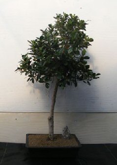 unknown Green Emerald Ficus Bonsai Tree<br><i>(ficus microcarpa)</i>