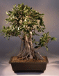 Ficus Retusa ('nitida')