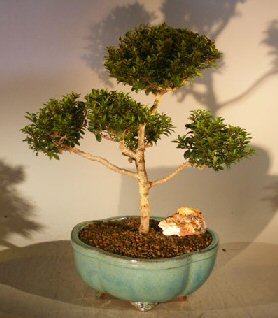 unknown Brush Cherry (Pom-Pom) Style Bonsai Tree<br><i>(eugenia myrtifolia)</i>
