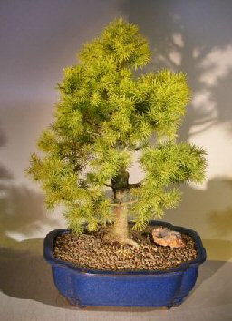 bonsai spruce alberta picea tree dwarf conica glauca bonsaiboy catalog