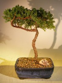 unknown Juniper Bonsai Tree - Trained <br><i></i>(juniper procumbens nana)