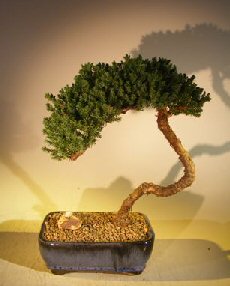 unknown Juniper Bonsai Tree - Trained <br><i></i>(juniper procumbens nana)