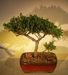 unknown Juniper Bonsai Tree - Trained <br><i></i>(juniper procumbens nana)