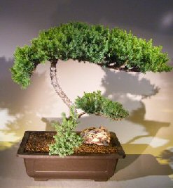 Juniper Bonsai Tree – Trained (juniper procumbens nana)