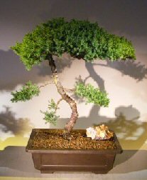 Juniper Bonsai Tree – Trained (juniper procumbens nana)