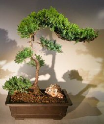 unknown Juniper Bonsai Tree - Trained <br><i></i>(juniper procumbens nana)