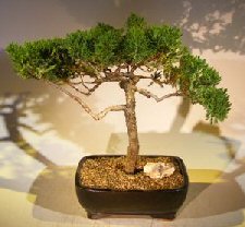 Juniper Bonsai Tree – Trained (juniper procumbens nana)