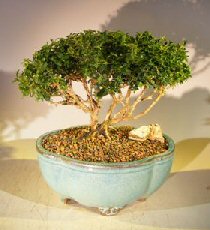 unknown Japanese Kingsville Boxwood Bonsai Tree<br><i>(buxus microphylla compacta)</i>