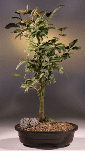 Japanese Stewartia (stewartia pseudocamellia)