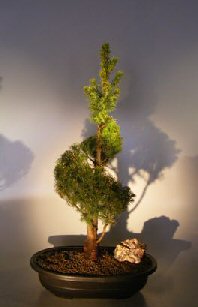 unknown Dwarf Alberta Spruce Bonsai Tree<br>Spiraled Trunk<br><i>(Picea Glauca Conica)</i>