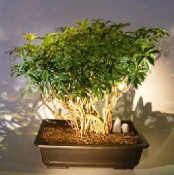 unknown Hawaiian Umbrella Bonsai Tree<br><i></i>Banyan Style<br><i></i>(arboricola schfflera)