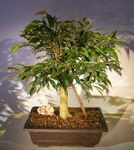 unknown Ficus Oriental Bonsai Tree<br>Banyan Roots<br><i>(ficus orientalis)</i>