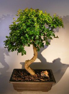 unknown Flowering Ligustrum Bonsai Tree<br><i></i>Curved Trunk Style<br><i>(ligustrum lucidum)