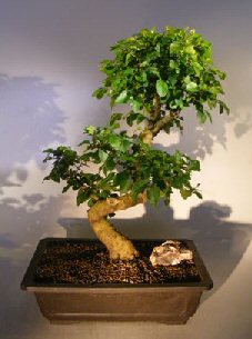 unknown Flowering Ligustrum Bonsai Tree<br><i></i>Curved Trunk Style)<br><i>(ligustrum lucidum)