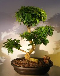 unknown Flowering Ligustrum Bonsai Tree<br><i></i>Curved Trunk & Tiered Branching Style<br><i></i>(ligustrum lucidum)