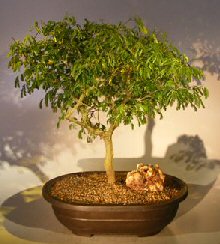 unknown Flowering Brazilian Raintree Bonsai Tree<br><i>(pithecellobium tortum)</i>