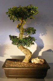 unknown Flowering Fukien Tea Bonsai Tree<br>Curved Trunk & Tiered Branching<br><i>(ehretia microphylla)</i>
