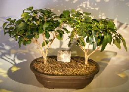 unknown Flowering Ligustrum Bonsai Tree<br>Two Tree Group<br><i>(ligustrum lucidum)</i>